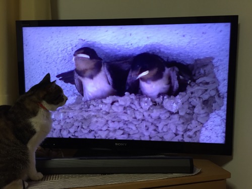 テレビの目の前でツバメのヒナの動画を食い入るように見る猫-ゆきお