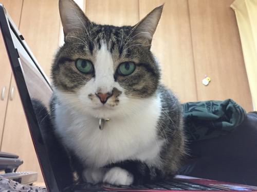ノートパソコンのキーボードの上に容赦なく乗る猫-ゆきお(正面より)