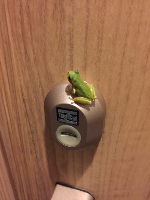 玄関ドアのTOSTEMの鍵穴の上に座るカエル