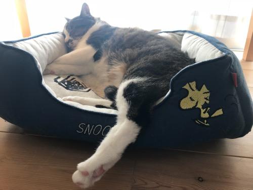 スヌーピーの猫ベッドから両足を出して眠る猫-ゆきお