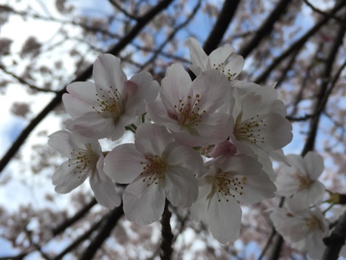 セブンスター石手店の隣の石手川沿いの桜の花(2016年4月2日現在)