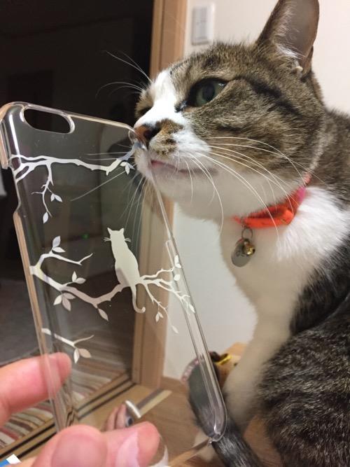 ELECOMの猫柄のiPhone 6用透明ケースに鼻をこすりつける猫-ゆきお