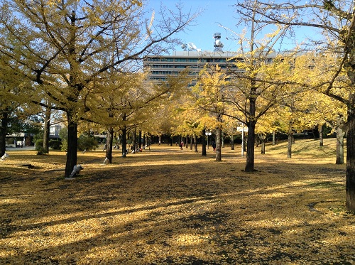 熊本県庁前の銀杏並木（正門側より庁舎側を眺めた風景）