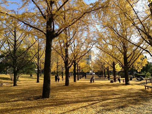 熊本県庁前の銀杏並木（庁舎側より正門側を眺めた風景）