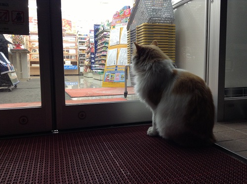 Daily YAMAZAKI デイリーヤマザキ 佐世保三浦町店（長崎県佐世保市三浦町46-1）玄関前の猫