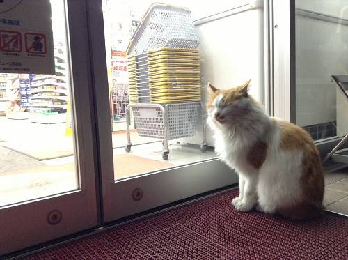 Daily YAMAZAKI デイリーヤマザキ 佐世保三浦町店（長崎県佐世保市三浦町46-1）玄関前の猫