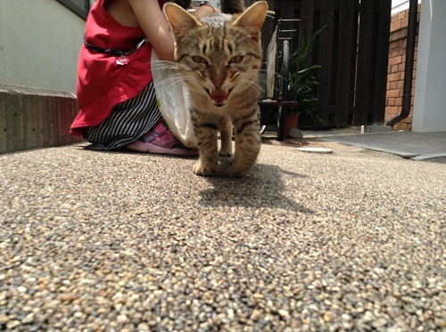 ポコペン横丁（愛媛県大洲市大洲本町3丁目）の近づいてくる野良猫