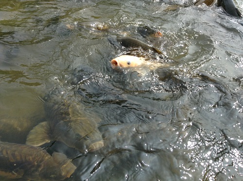 新谷花菖蒲園（愛媛県大洲市新谷町甲5）「しょうぶまつり」会場の目の前にある川に生息する野生の鯉
