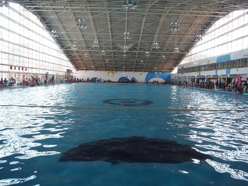 イヨテツスポーツセンターの室内プール（安全確認時のためプールに人が入っていない）