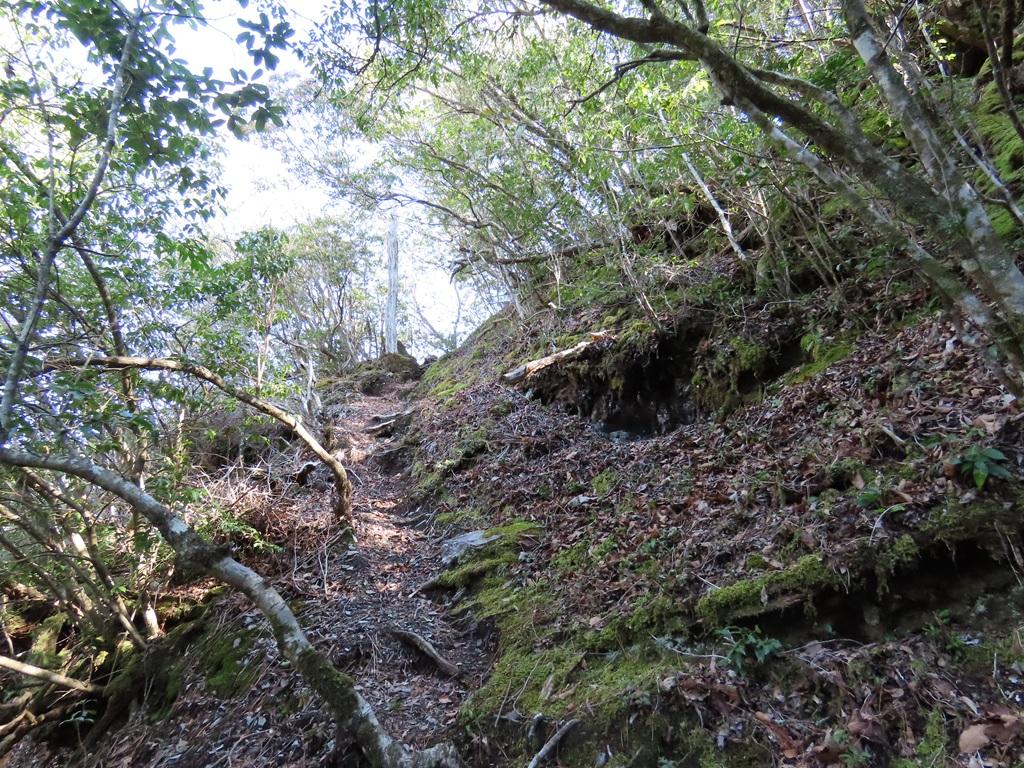 広田石鎚(総津権現山)12:登り道