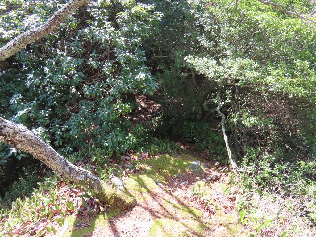 広田石鎚（総津権現山）下り道6：「馬の瀬」から林に向かう下り道