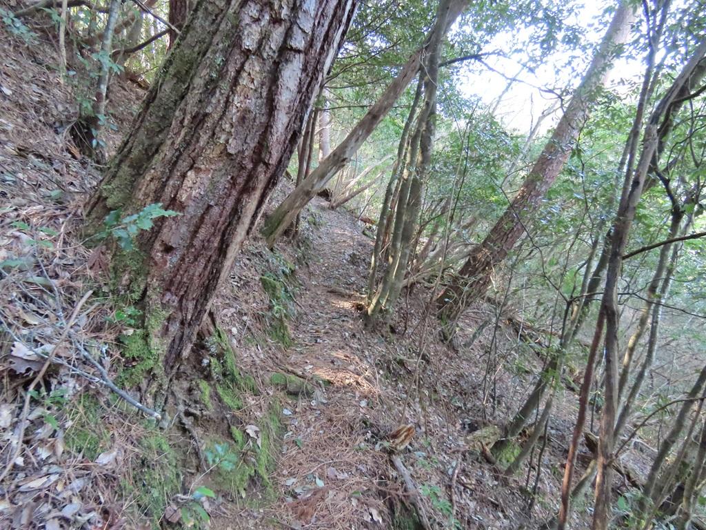 広田石鎚（総津権現山）下り道8：分かり難い小道