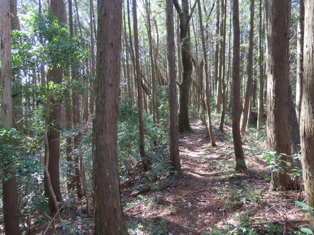 広田石鎚（総津権現山）下り道12：美しい林