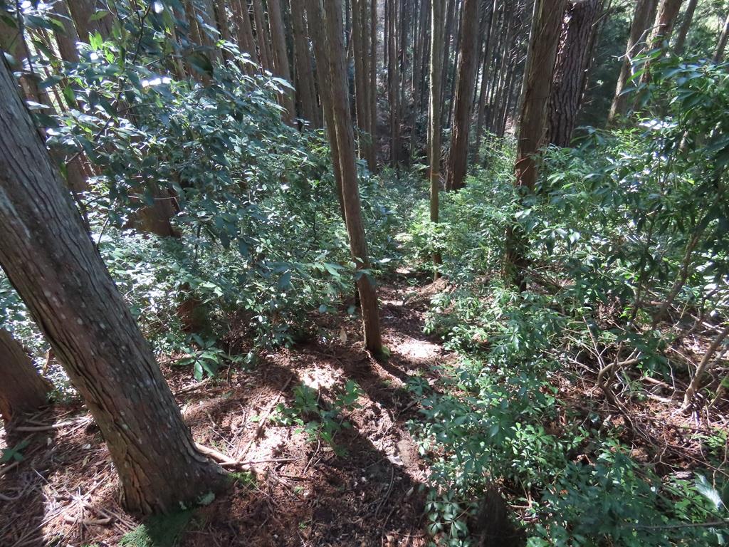広田石鎚（総津権現山）下り道13：滑りやすい道