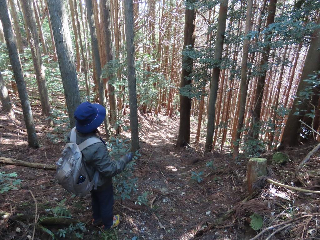 広田石鎚（総津権現山）下り道18：林の中の下り道を見下ろす娘