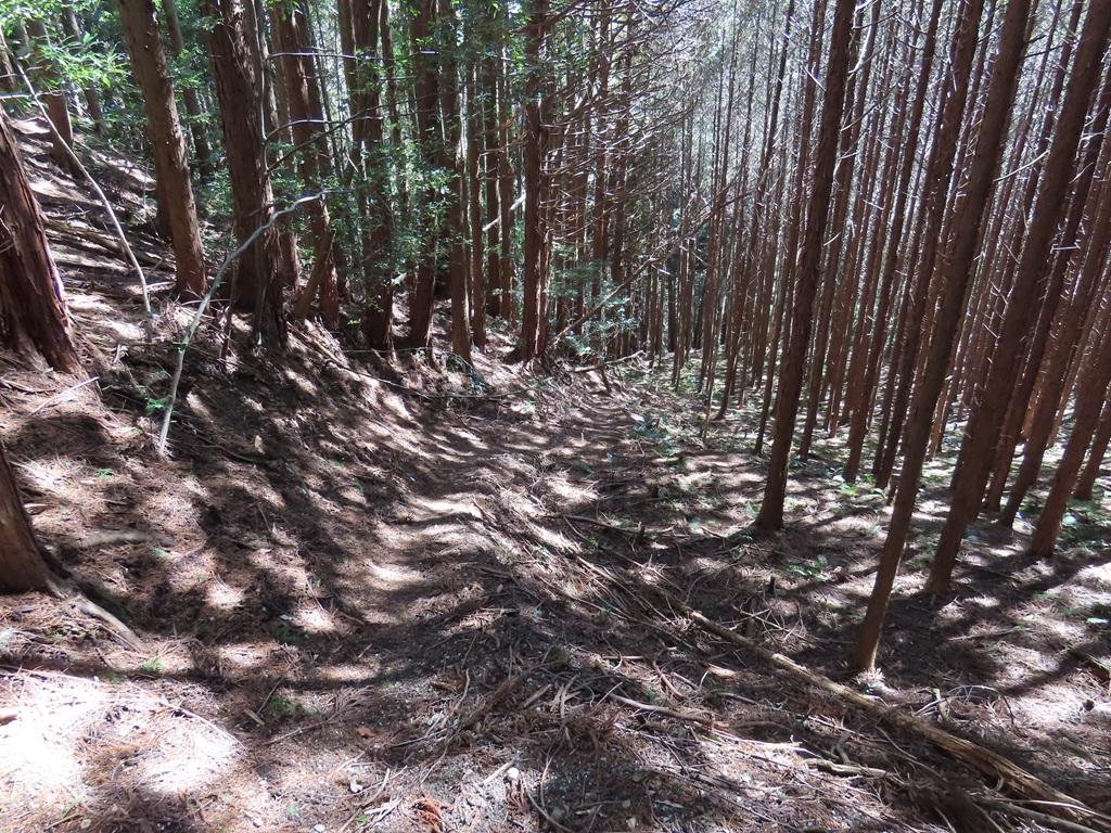 広田石鎚（総津権現山）下り道19：木漏れ日の美しい山道