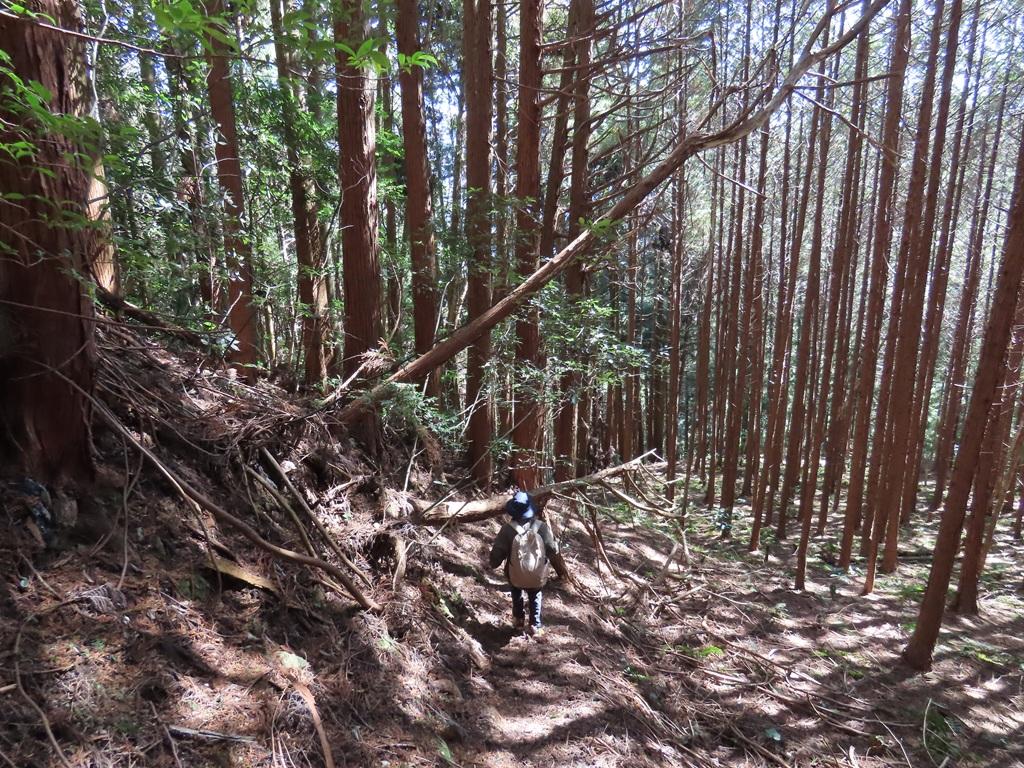 広田石鎚（総津権現山）下り道20：林の中の道を下っていく娘