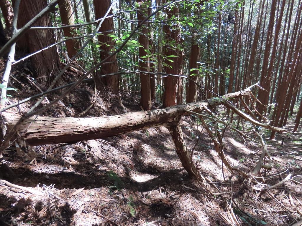 広田石鎚（総津権現山）下り道21：倒木のトンネル