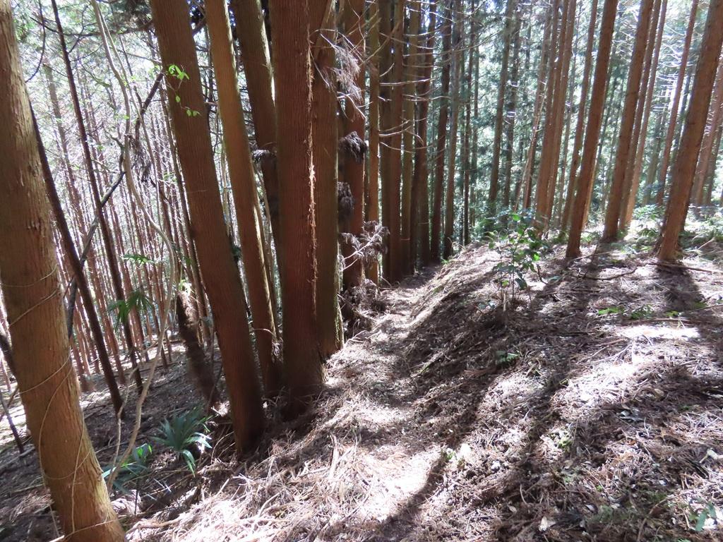 広田石鎚（総津権現山）下り道22：林の中の分かり難い小道