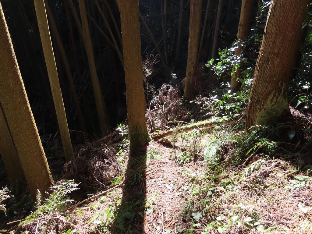広田石鎚（総津権現山）下り道23：林の中の道を遮る倒木
