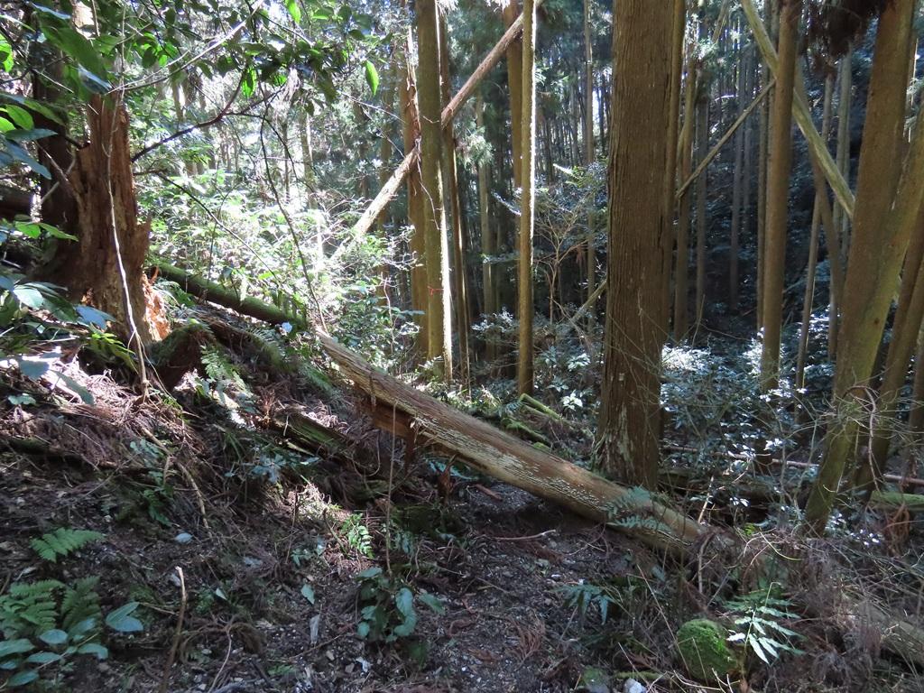 広田石鎚（総津権現山）下り道24：道を塞ぐ倒木