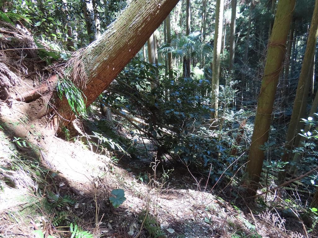広田石鎚（総津権現山）下り道25：行く手を阻む枝葉