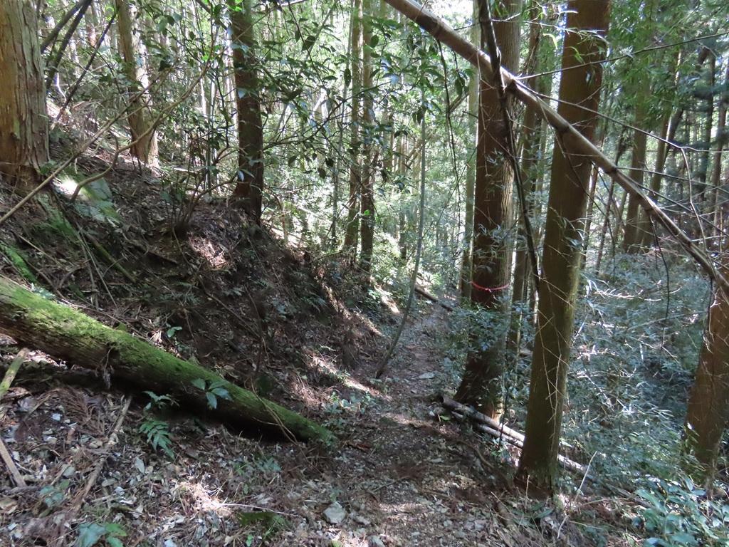 広田石鎚（総津権現山）下り道27：ピンク色のテープが付いた木、倒木