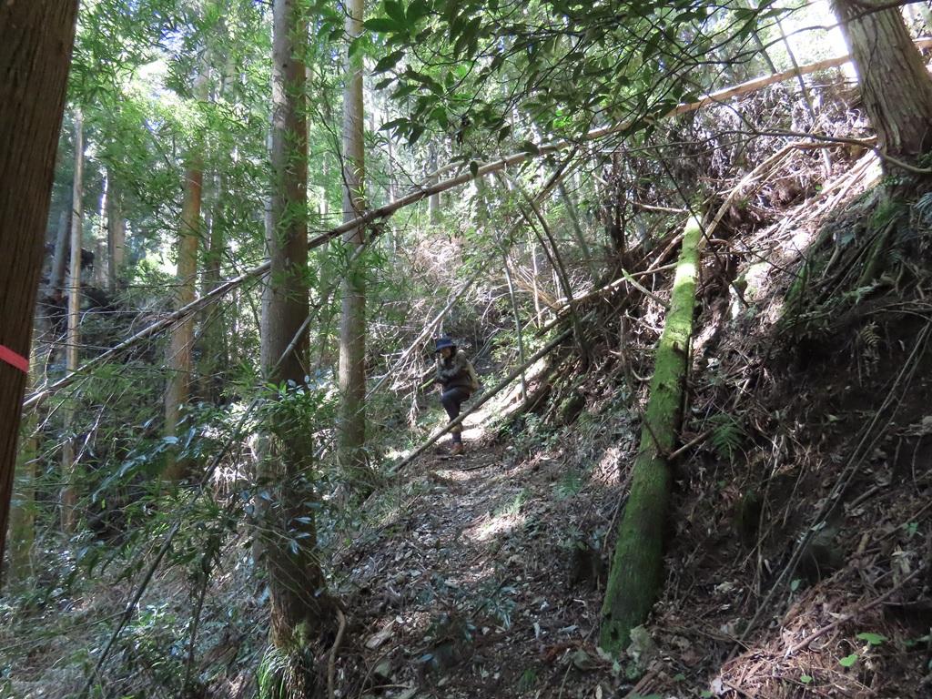 広田石鎚（総津権現山）下り道28：倒れた竹をまたごうとする娘