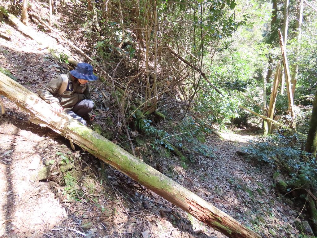 広田石鎚（総津権現山）下り道29：倒木に手を置いて座る娘