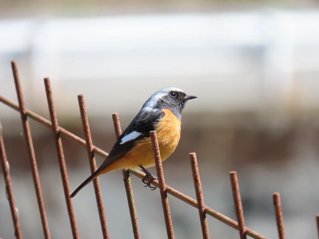 鉄柵の上に止まっているジョウビタキ4