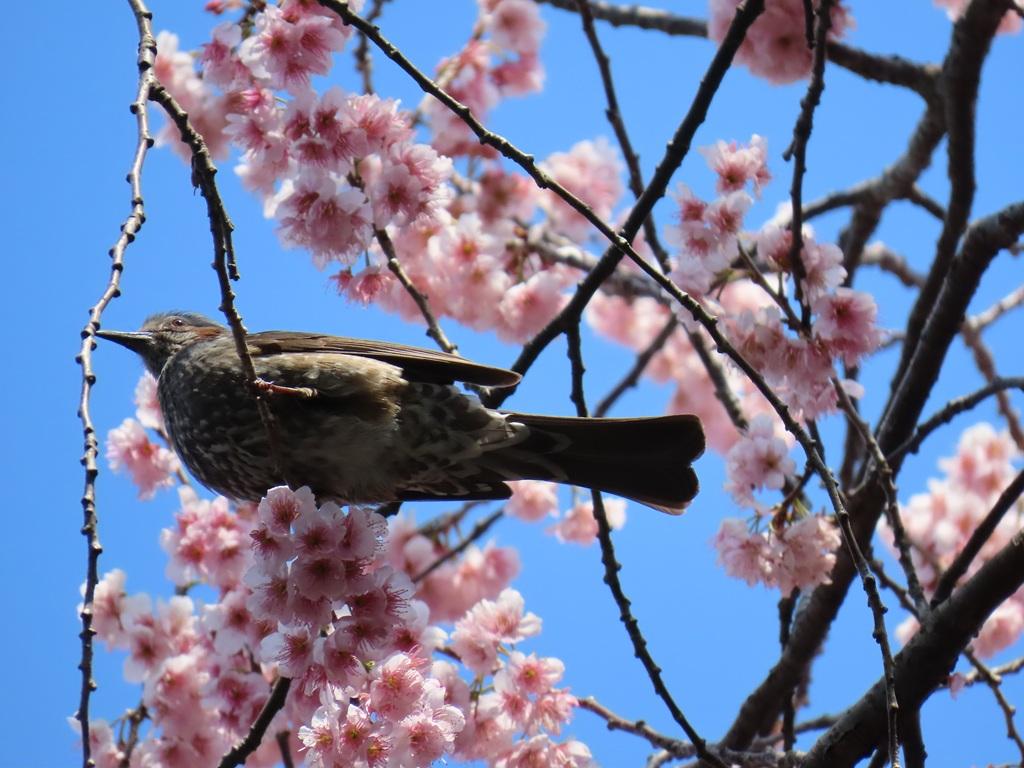 松山神社 桜とヒヨドリ