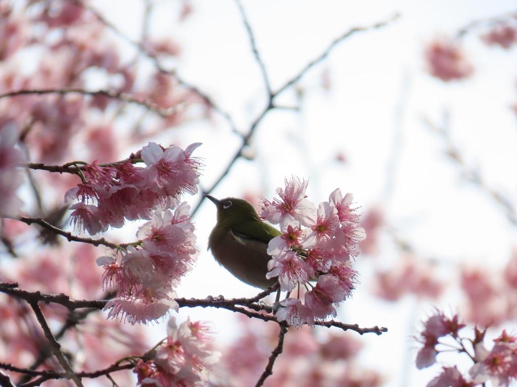 松山神社 桜とメジロ