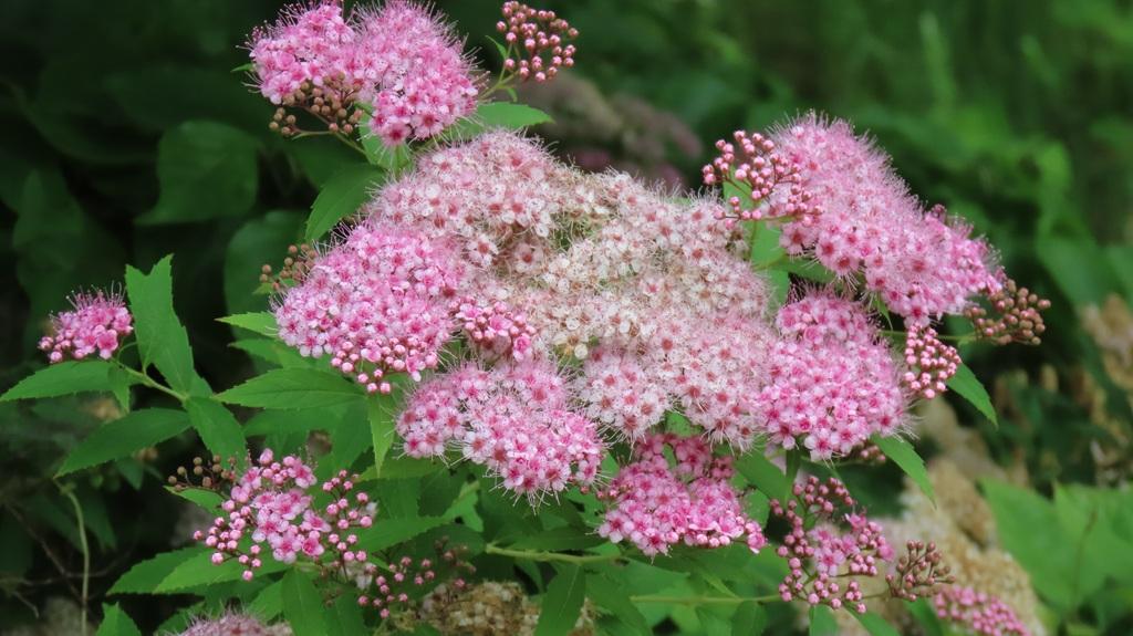 松山総合公園 ピンク色のシモツケの花