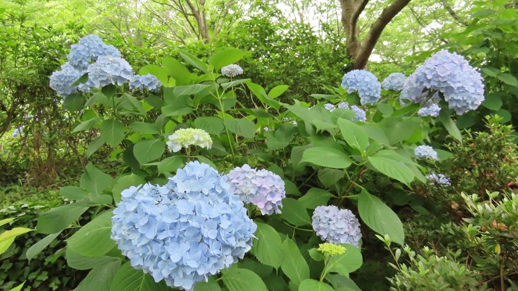 松山総合公園 ヒメアジサイ