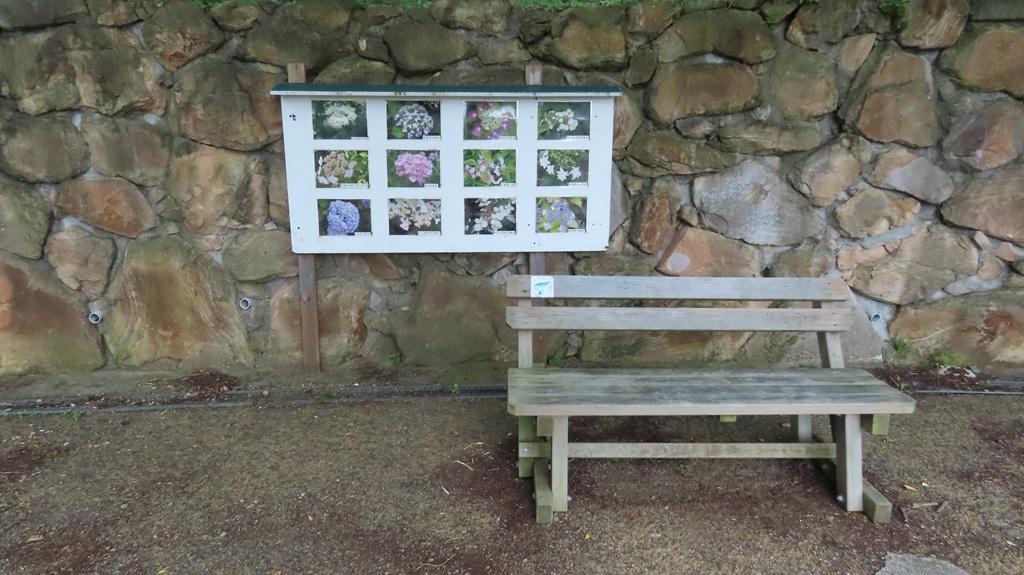 松山総合公園 アジサイ園のベンチとアジサイの案内板