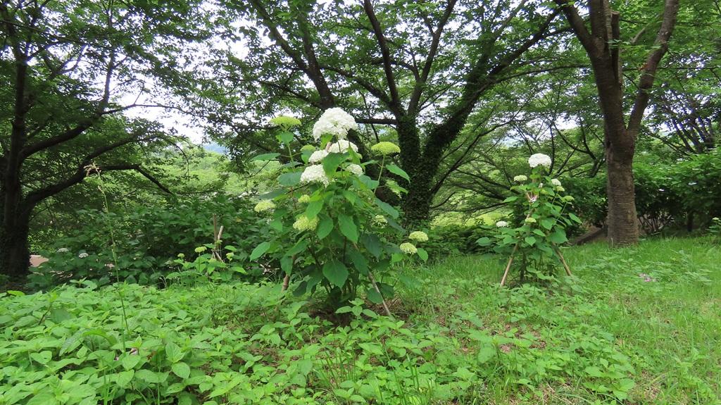 松山総合公園 アナベル