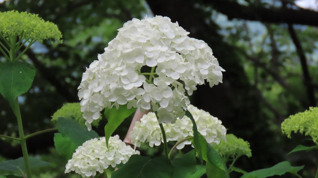 松山総合公園 アナベル