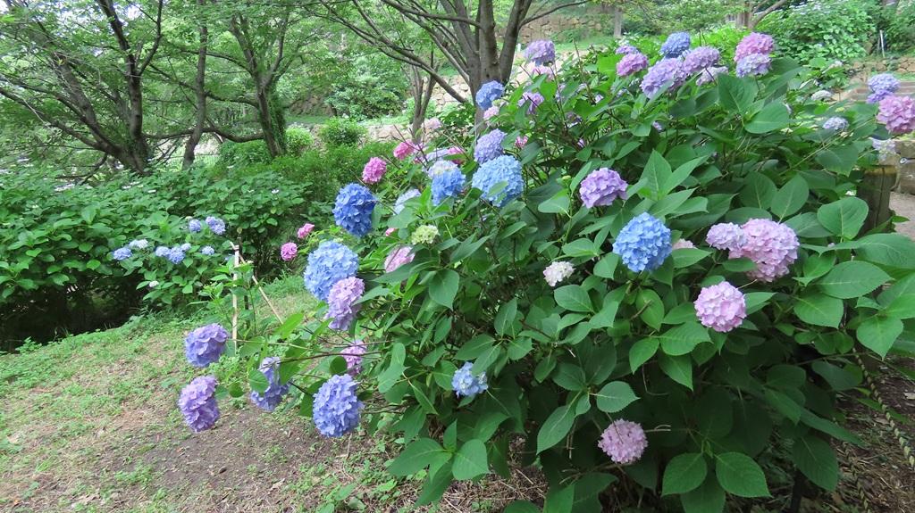 松山総合公園 色とりどりのたくさんのヒメアジサイ