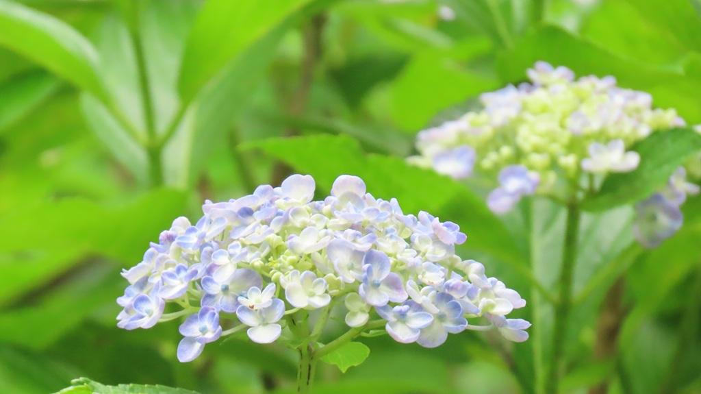 松山総合公園 ガクアジサイ