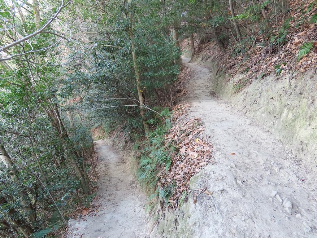 淡路ヶ峠「青い空 坊ちゃんコース」のつづら折りの道