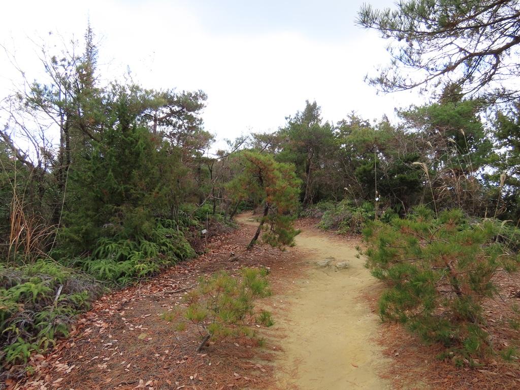 淡路ヶ峠  平坦な山道 松の木