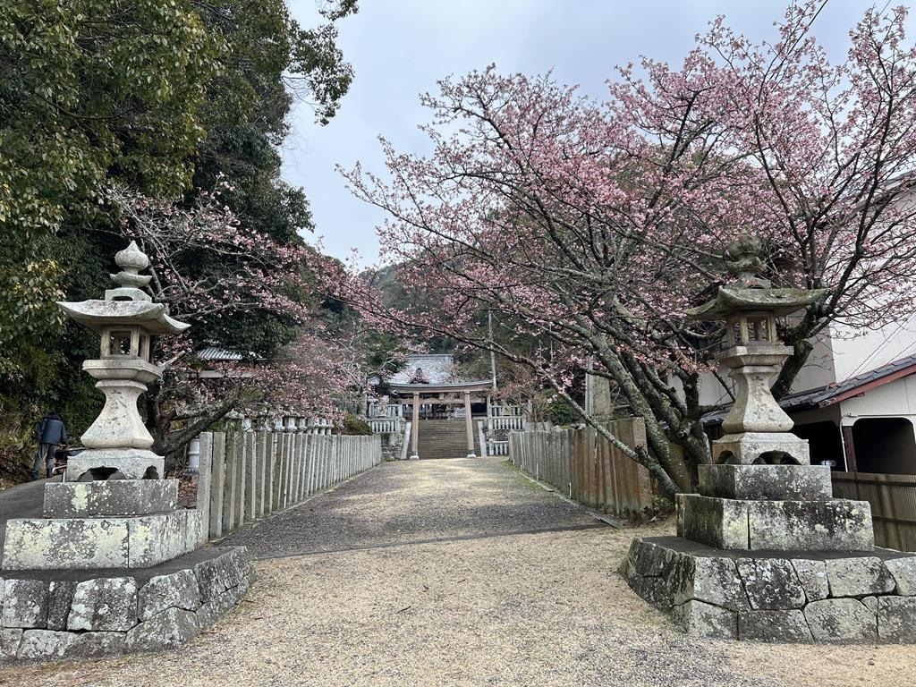 三島神社・吉原熊野神社の参道と桜
