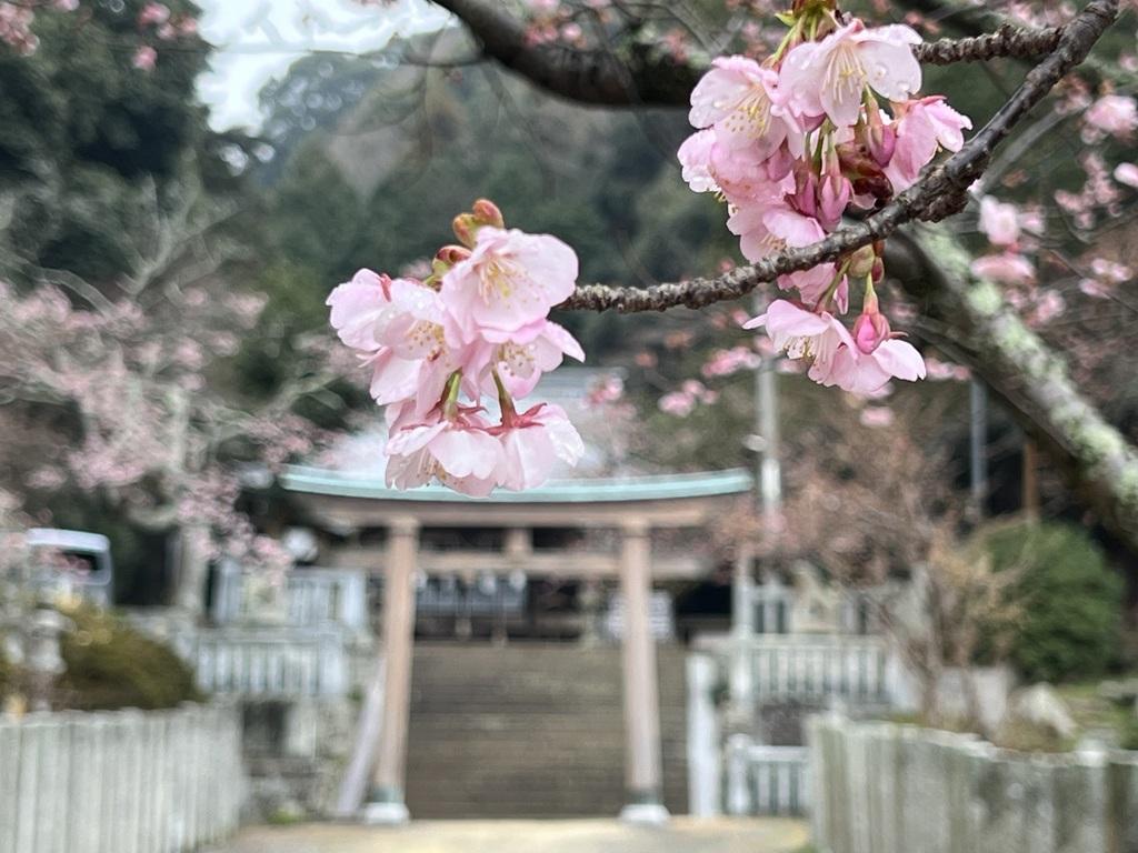 三島神社・吉原熊野神社の鳥居と桜