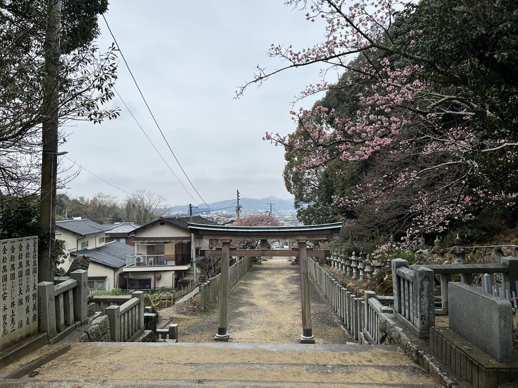 三島神社・吉原熊野神社の境内から見る鳥居と桜