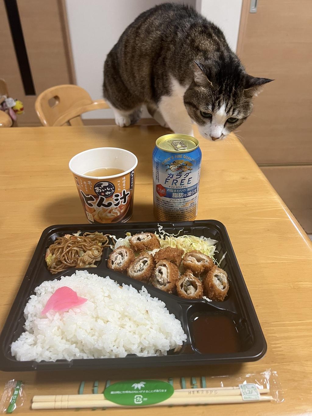 ごはんやの日替わり弁当に近づいてくる猫（ゆきお）