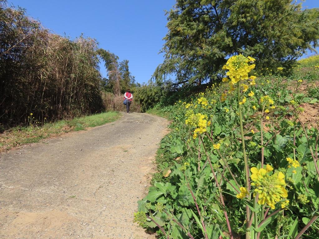 犬寄峠の黄色い丘 菜の花