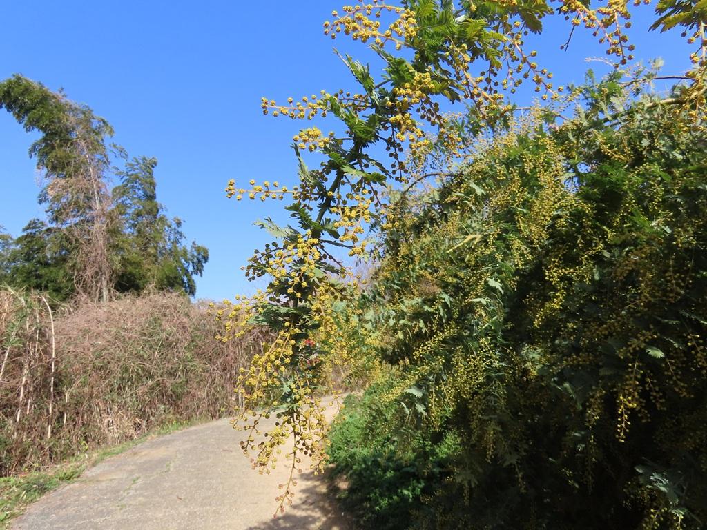 犬寄峠の黄色い丘 ミモザ