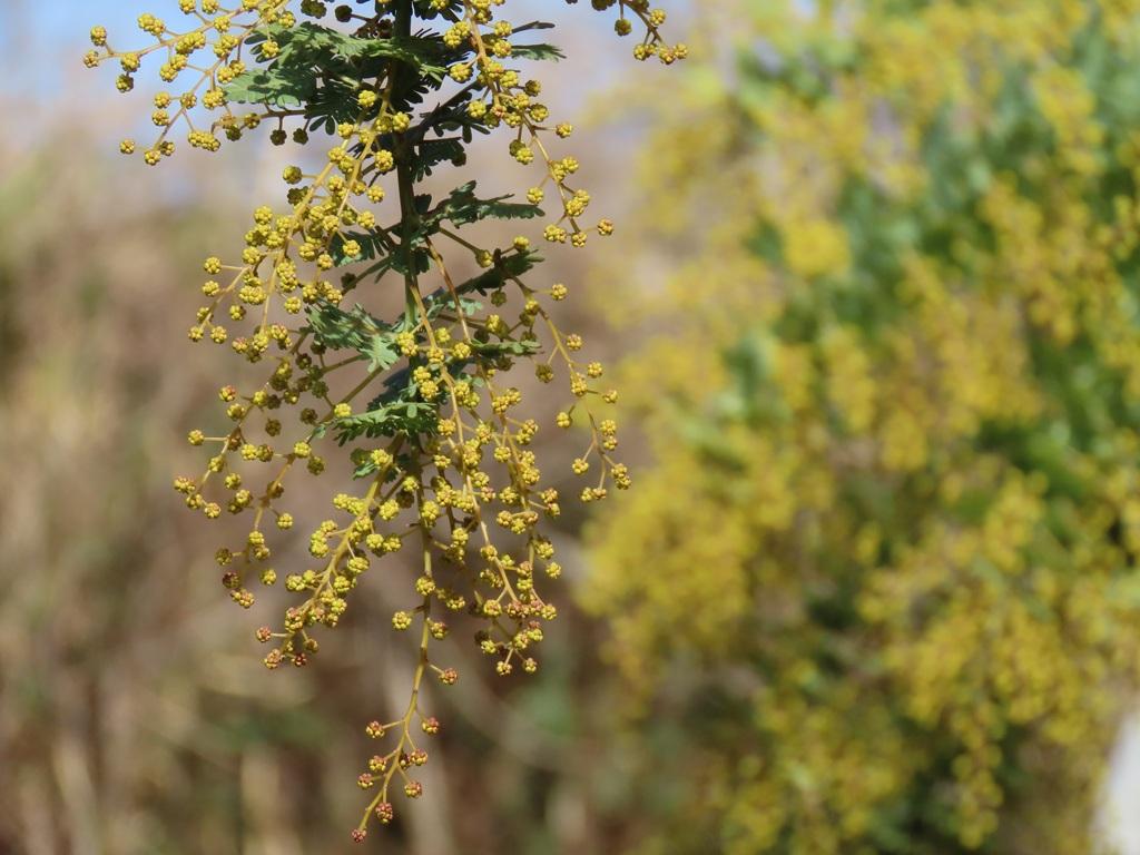 犬寄峠の黄色い丘 ミモザのつぼみ