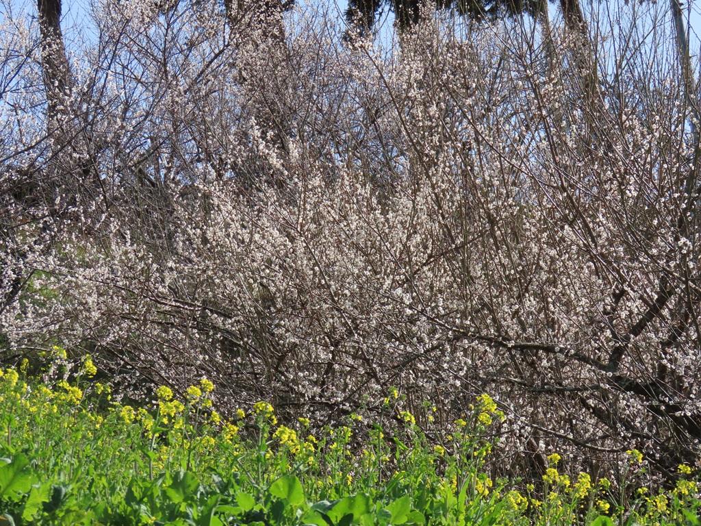 犬寄峠の黄色い丘 菜の花 梅の花