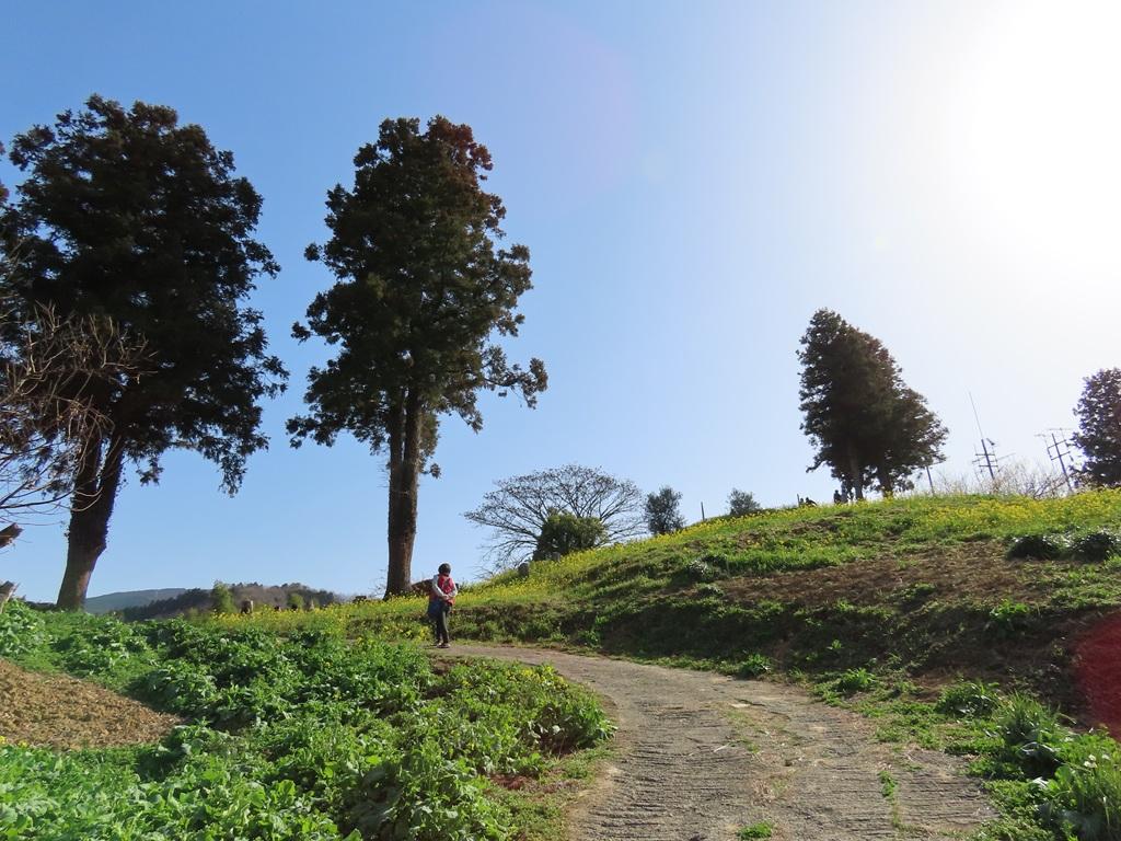 犬寄峠の黄色い丘 菜の花 青空